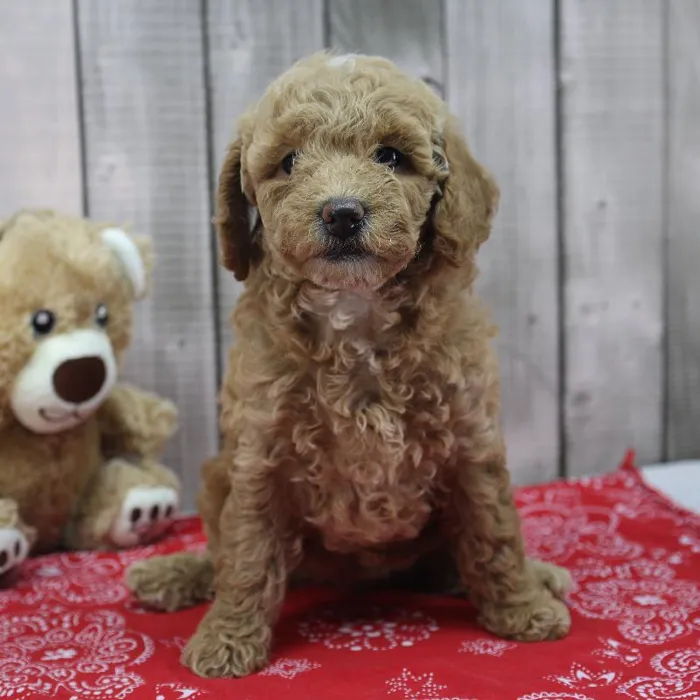 Female Miniature Goldendoodle Puppy for Sale in Indianapolis, IN