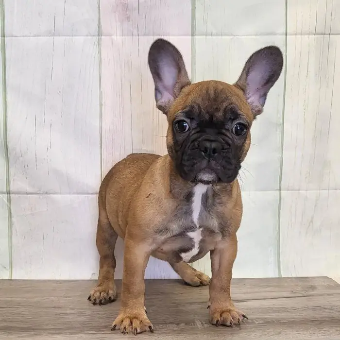 Female French Bulldog Puppy for Sale in Schererville, IN