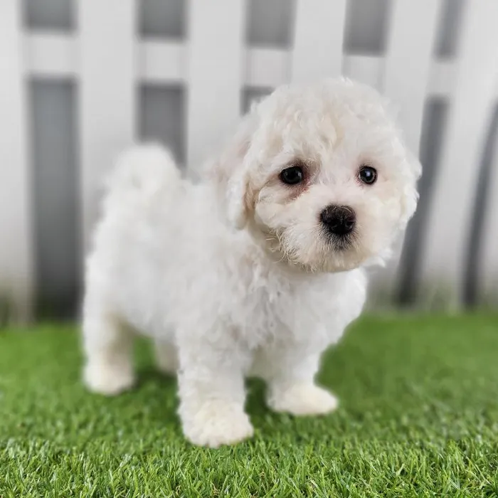 Male Bichon Frise Puppy for Sale in Schererville, IN