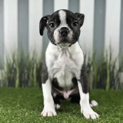 Male Boston Terrier Puppy for Sale in Schererville, IN