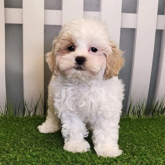 Male ShihPoo Puppy for Sale in Schererville, IN