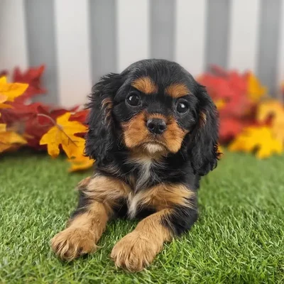 Female Cavalier King Charles Spaniel Puppy for Sale in Schererville, IN