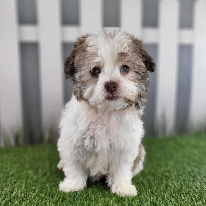 Female Havanese Puppy for Sale in Schererville, IN
