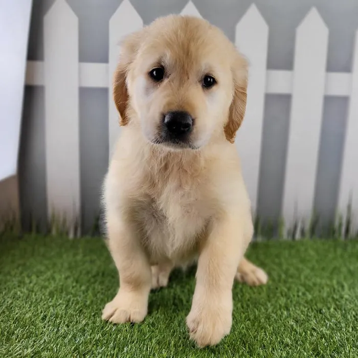 Female Golden Retriever Puppy for Sale in Schererville, IN