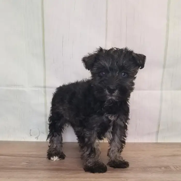 Female Miniature Schnauzer Puppy for Sale in Schererville, IN