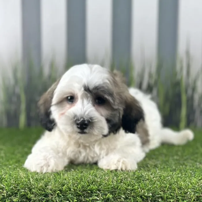 Female Coton De Tulear Puppy for Sale in Schererville, IN