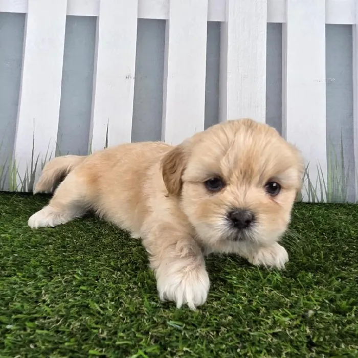 Male Lhasa Apso Puppy for Sale in Schererville, IN