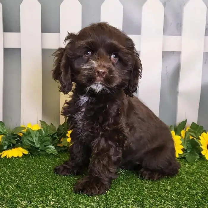 Female Cocker Spaniel Puppy for Sale in Indianapolis, IN