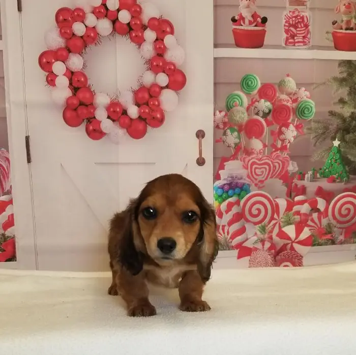 Female Miniature Dachshund Puppy for Sale in Schererville, IN