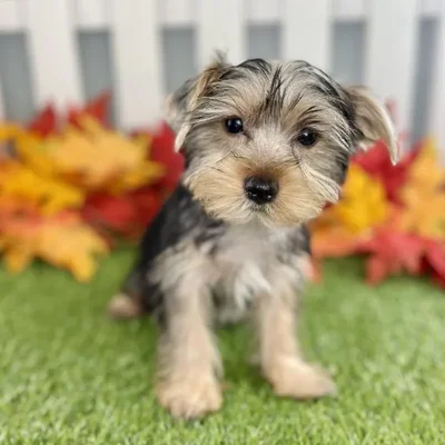 Male Yorkshire Terrier Puppy for Sale in Schererville, IN