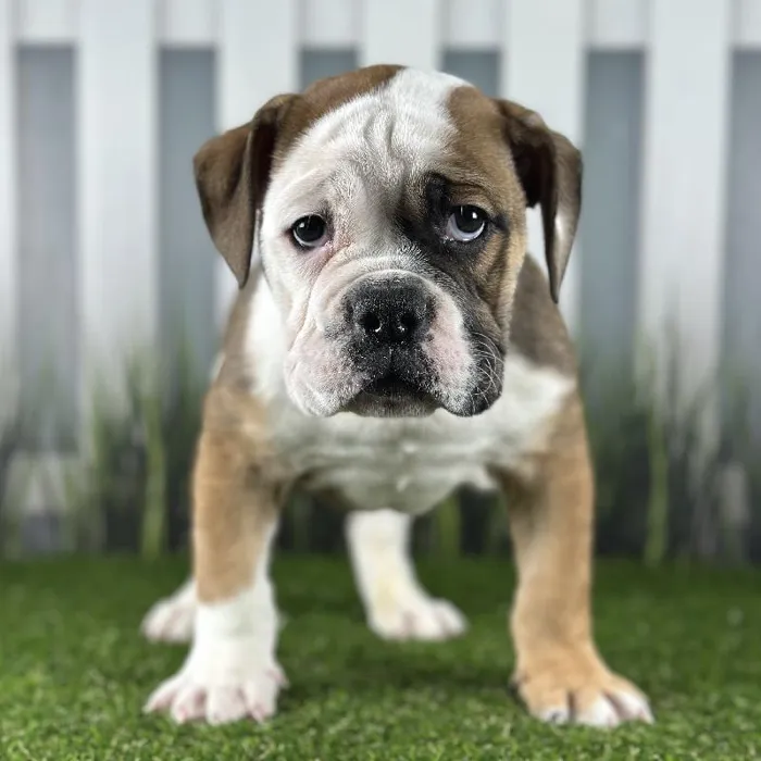 Male Victorian Bulldog Puppy for Sale in Schererville, IN