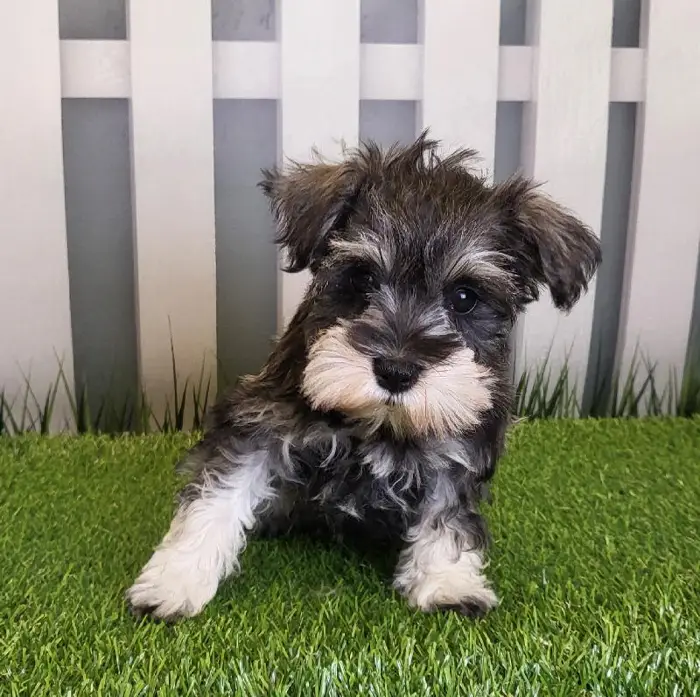Female Miniature Schnauzer Puppy for Sale in Schererville, IN