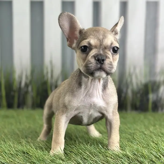 Female French Bulldog Puppy for Sale in Schererville, IN