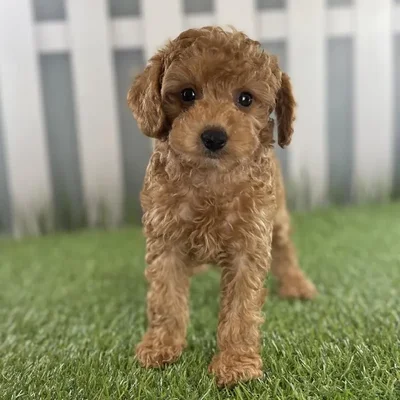 Male Toy Poodle Puppy for Sale in Schererville, IN