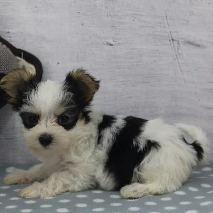 Male Morkie Puppy for Sale in Schererville, IN