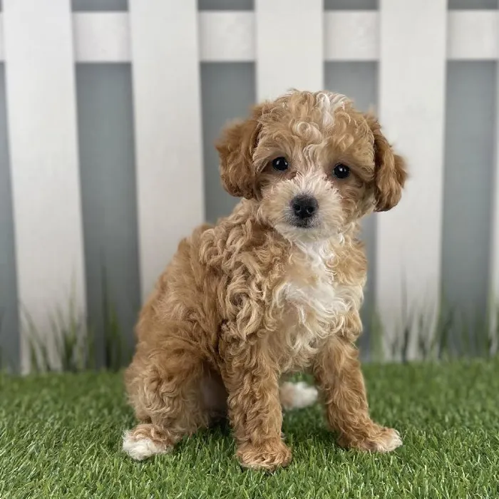 Female Toy Poodle Puppy for Sale in Schererville, IN