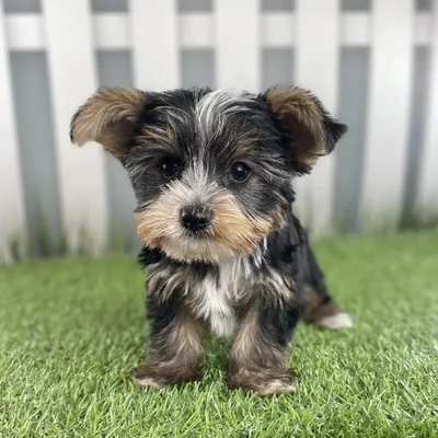 Male Yorkshire Terrier Puppy for Sale in Schererville, IN
