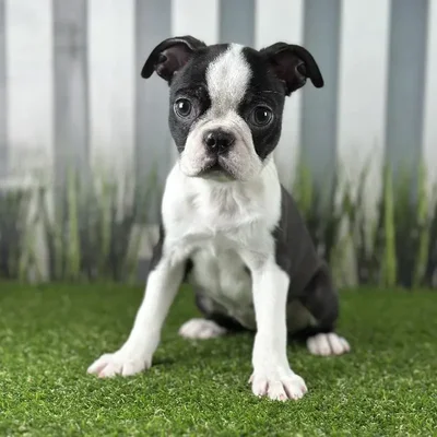 Female Boston Terrier Puppy for Sale in Schererville, IN
