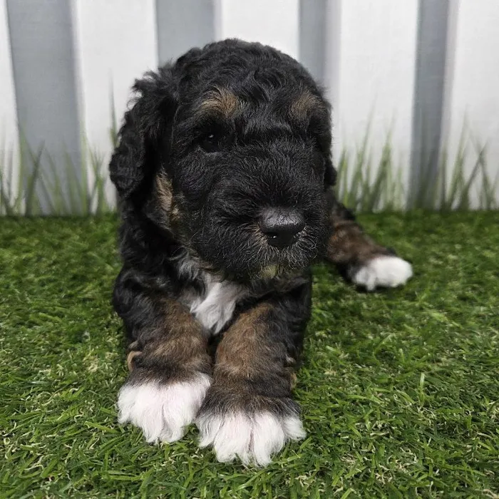 Female Miniature Aussiedoodle Puppy for Sale in Schererville, IN