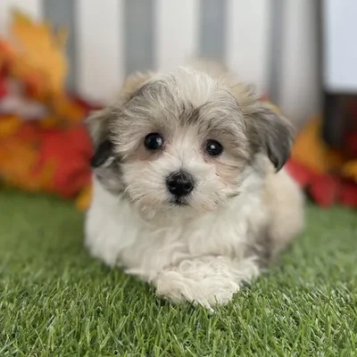 Male Maltiton Puppy for Sale in Schererville, IN