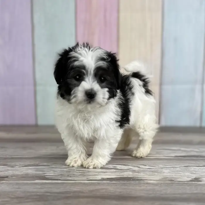 Female Havanese Puppy for Sale in Indianapolis, IN