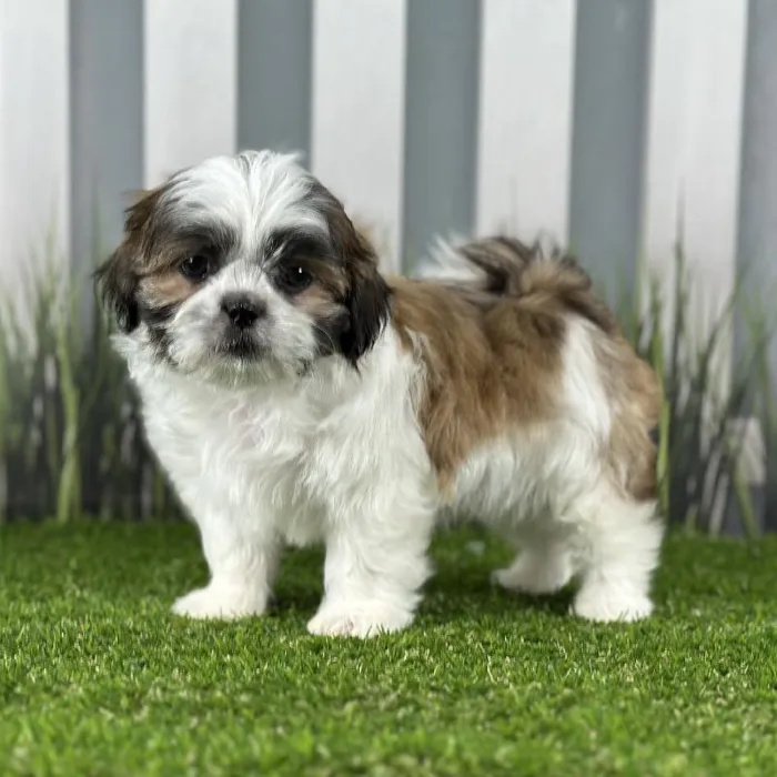 Male Shih Tzu Puppy for Sale in Indianapolis, IN