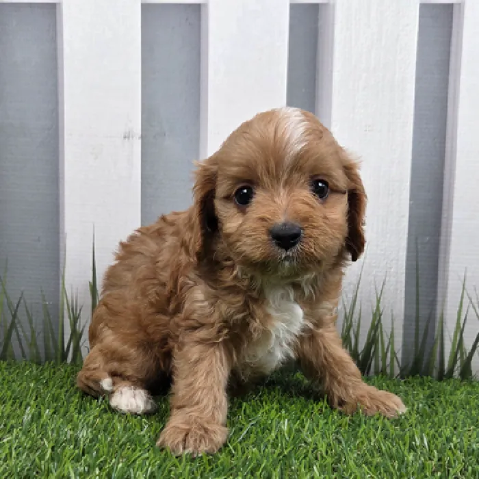 Female Cavapoo Puppy for Sale in Schererville, IN