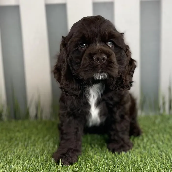 Male Cocker Spaniel Puppy for Sale in Schererville, IN
