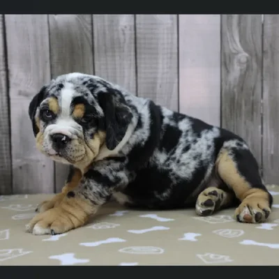 Male Beabull Puppy for Sale in Schererville, IN