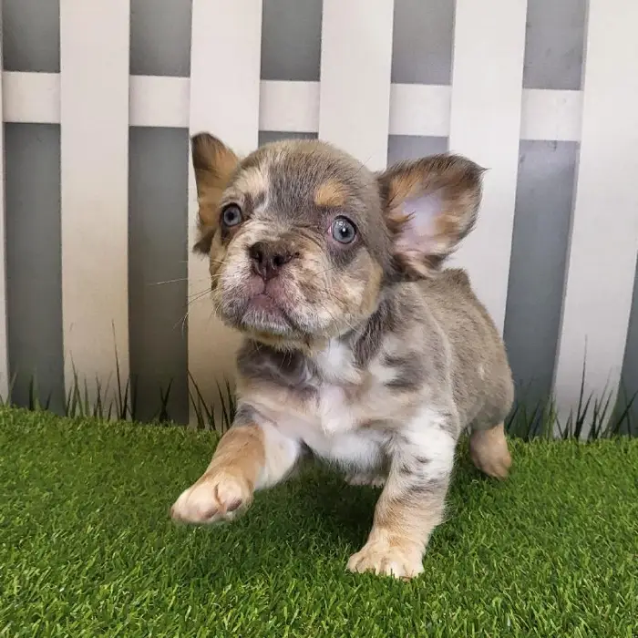 Male French Bulldog Puppy for Sale in Schererville, IN