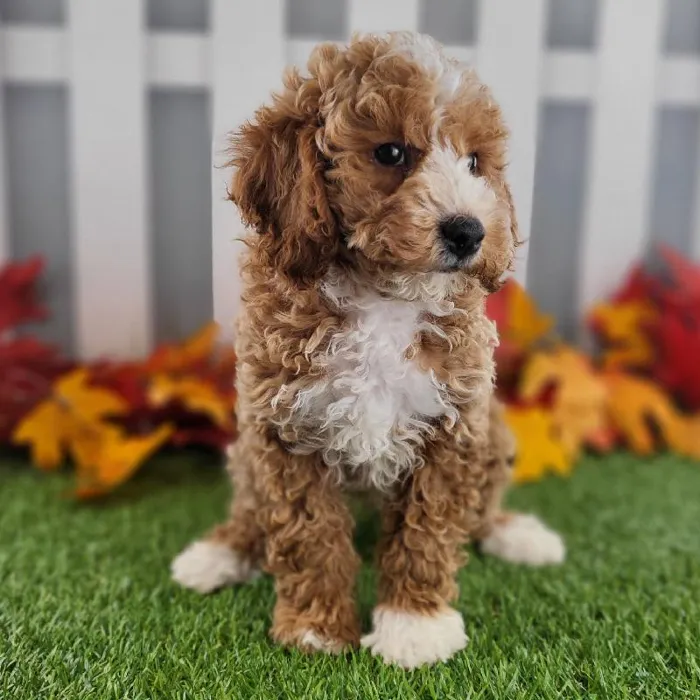 Male Miniature Goldendoodle Puppy for Sale in Schererville, IN