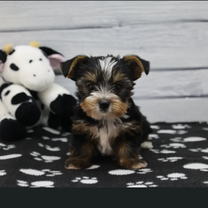 Male Yorkshire Terrier Puppy for Sale in Schererville, IN