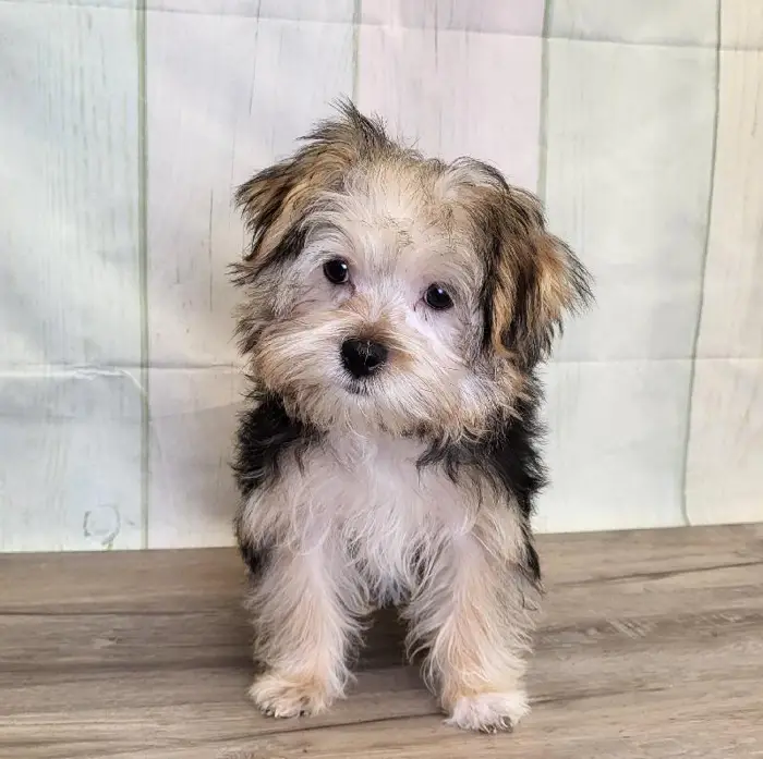 Female Morkie Puppy for Sale in Indianapolis, IN