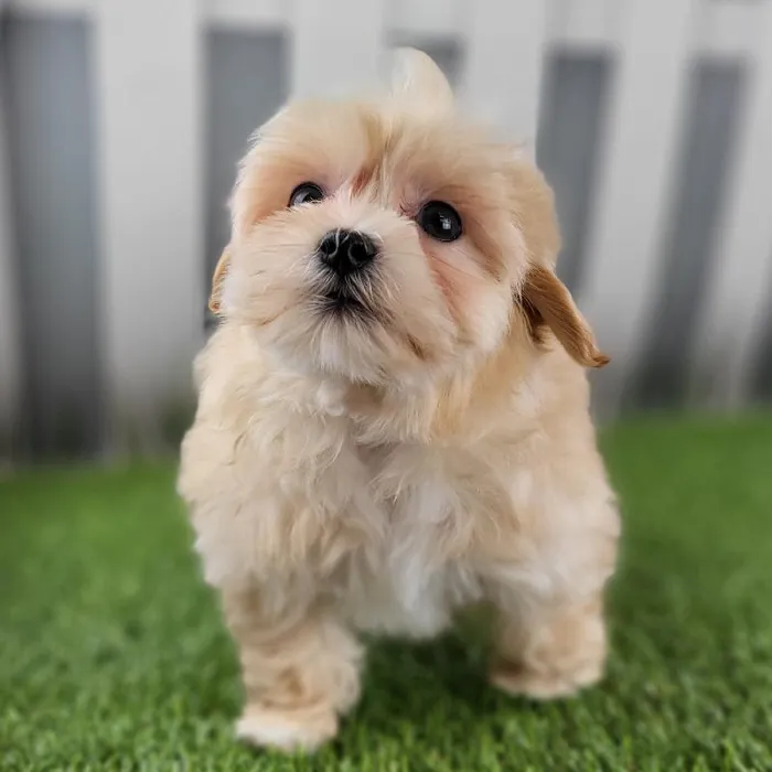 Male Maltipoo Puppy for Sale in Schererville, IN