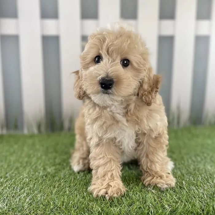 Female Miniature Goldendoodle Puppy for Sale in Schererville, IN