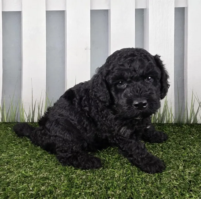 Male Miniature Goldendoodle Puppy for Sale in Schererville, IN