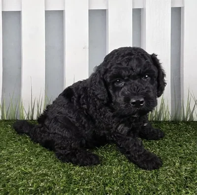 Male Miniature Goldendoodle Puppy for Sale in Schererville, IN
