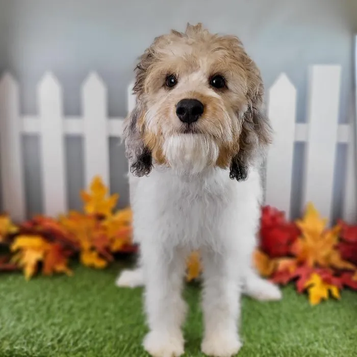 Male Miniature Aussiedoodle Puppy for Sale in Schererville, IN