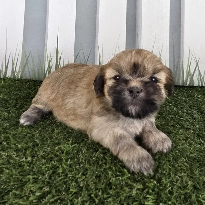 Female Lhasa Apso Puppy for Sale in Schererville, IN