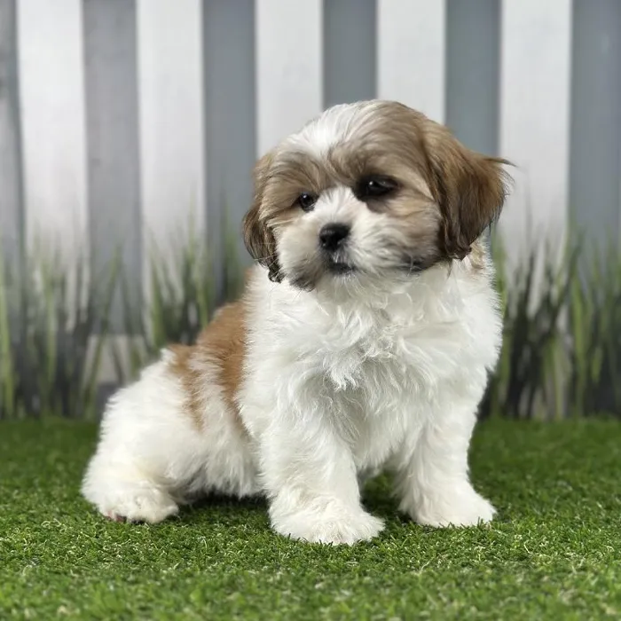 Female Lhasa Apso Puppy for Sale in Indianapolis, IN