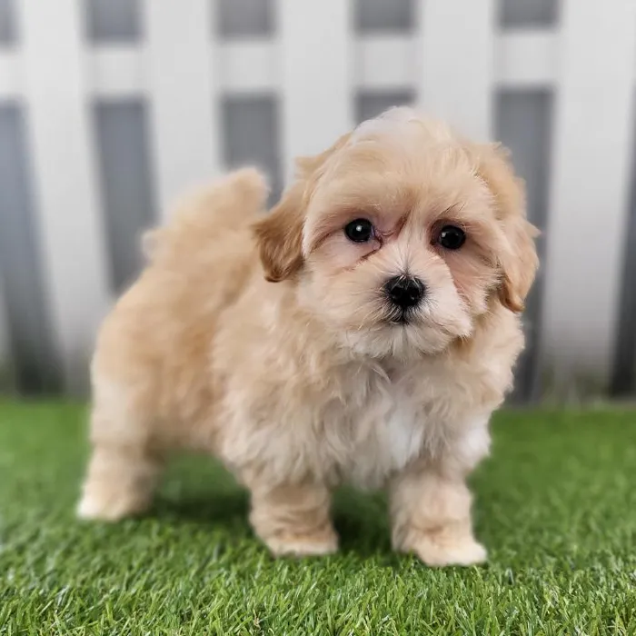 Male Maltipoo Puppy for Sale in Schererville, IN