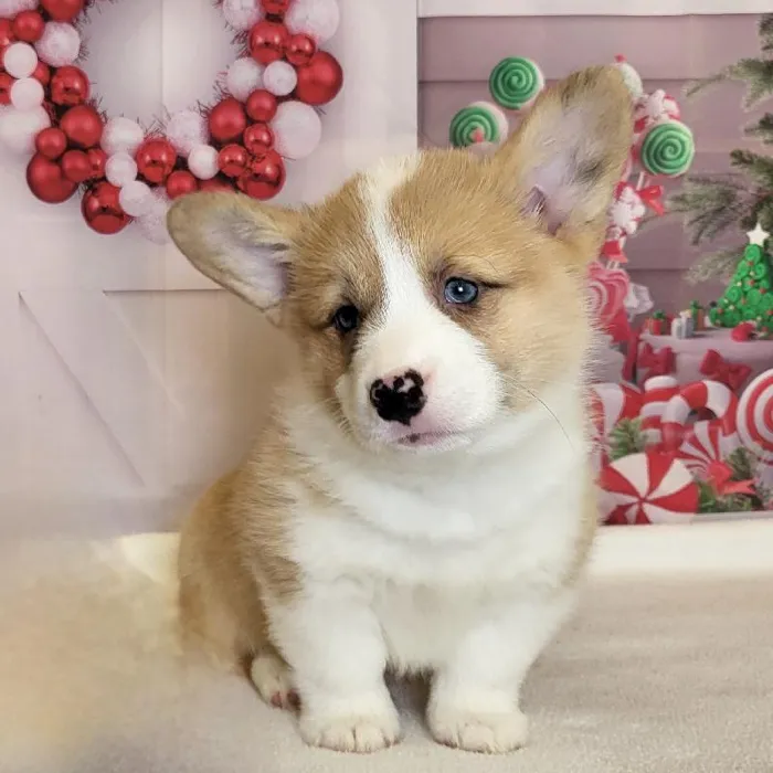 Male Pembroke Welsh Corgi Puppy for Sale in Schererville, IN