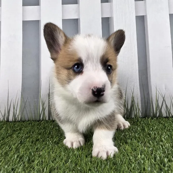 Male Pembroke Welsh Corgi Puppy for Sale in Schererville, IN