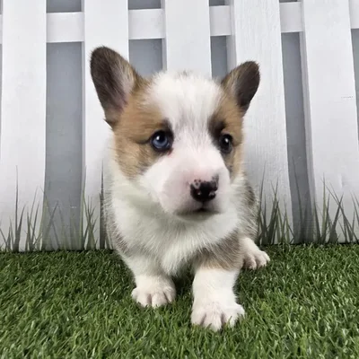 Male Pembroke Welsh Corgi Puppy for Sale in Schererville, IN
