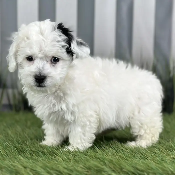 Female Cockapoo Puppy for Sale in Indianapolis, IN