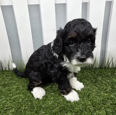 Female Miniature Bernedoodle Puppy for Sale in Schererville, IN