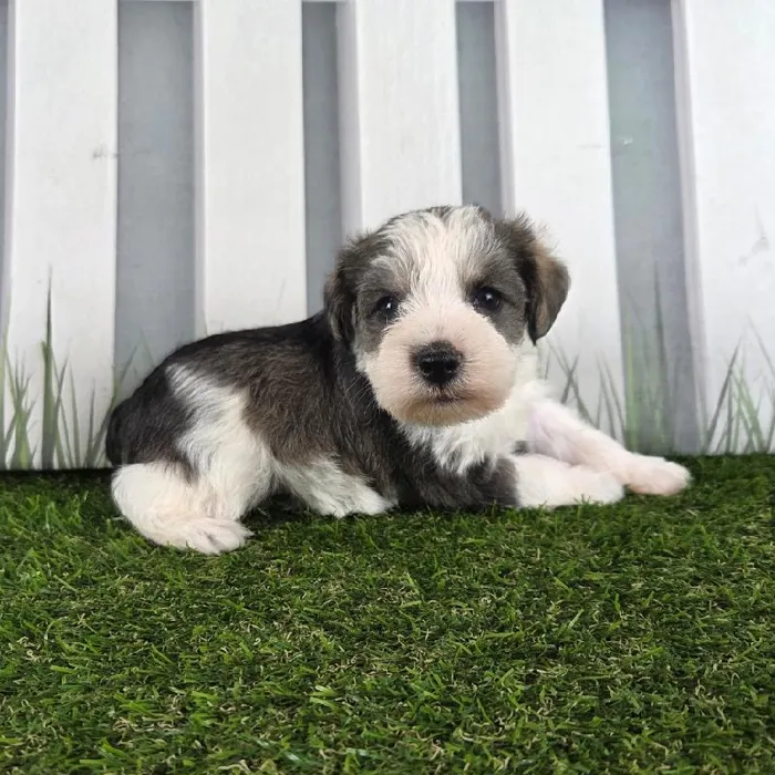 Male Miniature Schnauzer Puppy for Sale in Schererville, IN
