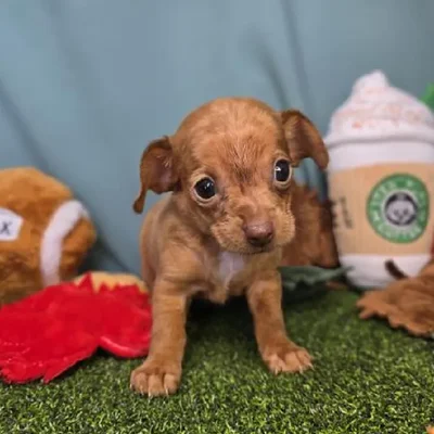 Male Chiweenie Puppy for Sale in Schererville, IN