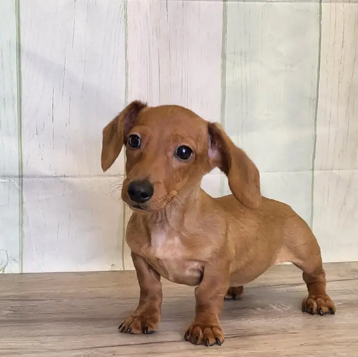 Female Miniature Dachshund Puppy for Sale in Schererville, IN