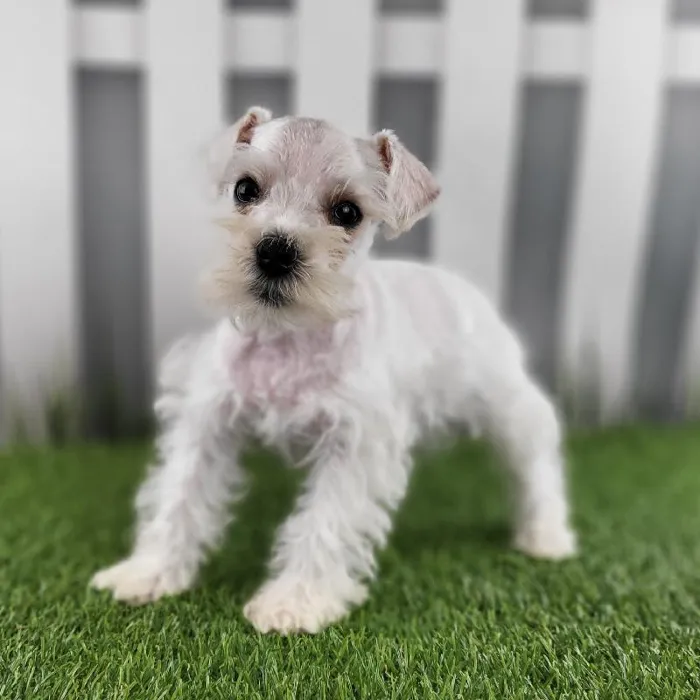 Male Miniature Schnauzer Puppy for Sale in Schererville, IN